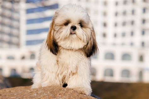 Lhatese Lhasa Apso And Maltese Mix Info Pictures Facts Traits Hepper