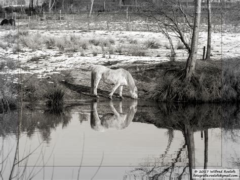 Wallpaper Landscape Animals Water Nature Reflection Horse Grass