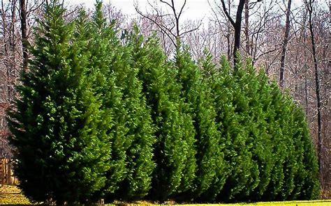 How To Plant Leyland Cypress Trees Planting And Spacing Guide For The