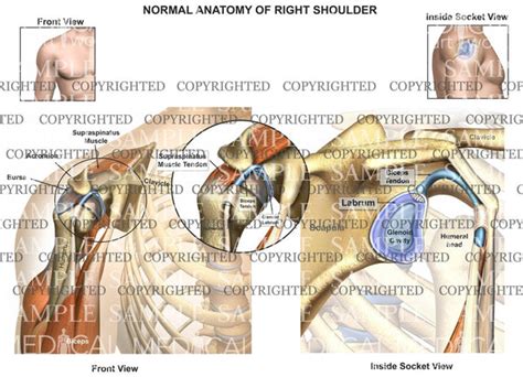 Right Shoulder Anatomy Diagram