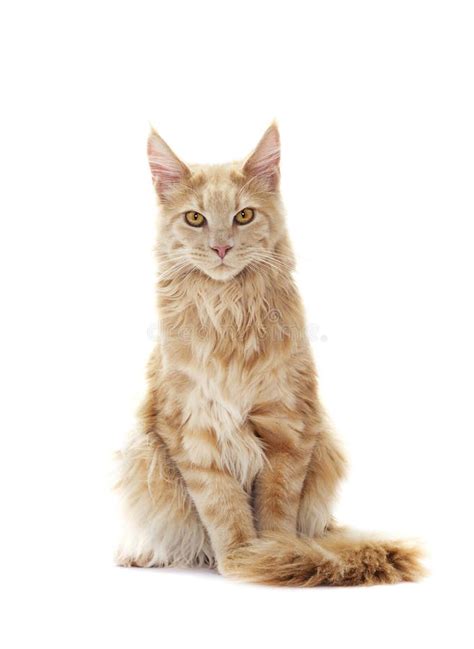 Ginger Tabby Cat Looking Stock Image Image Of Fluffy 52602515