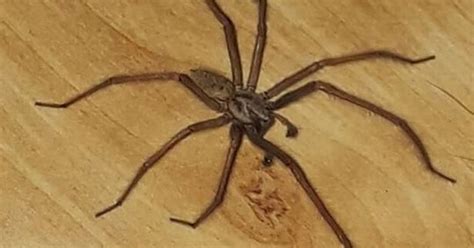 Irish Homeowner Shocked To Find Giant Three Inch Long Spider In House