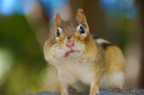 Chipmunk Removal Services Critter Control Canada