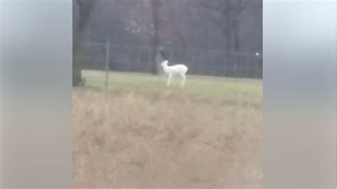 Rare Albino Deer With Blue Eyes Caught On Video In Michigan Fox News