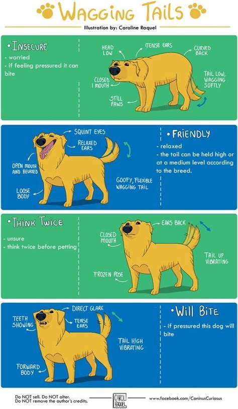 Canine Body Language Animals Dog Body Language Pet Care Dogs Dog