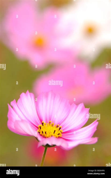 Pink Cosmos Flower Stock Photo Alamy