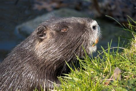 15 Families Of Beavers Given Legal Right To Remain On The River Otter