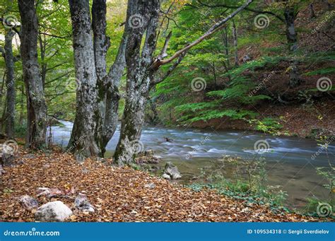 Cascades On A Clear Creek In A Forest Stock Photo Image Of Cascade