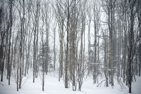 Photo Of Snow Covered Trees Free Christmas Images