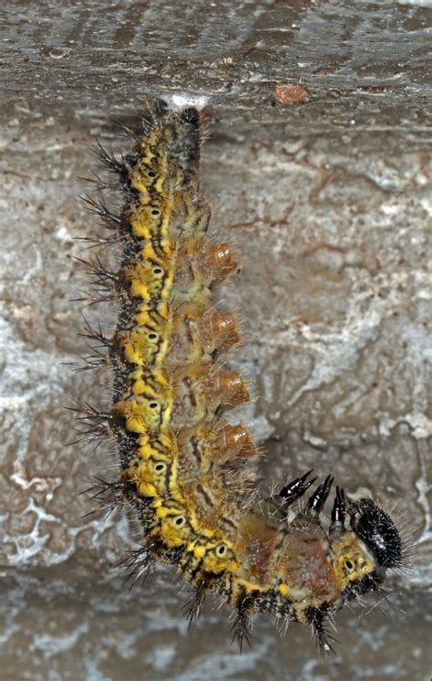Starting To Pupate Andrew Smith Flickr