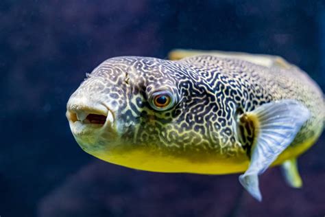 11 Types Of Freshwater Puffer Fish With Pictures Pet Keen