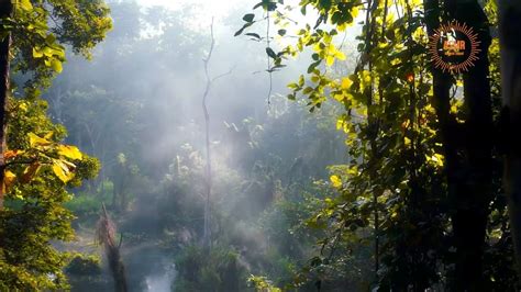 Nature Sounds Of Jungle Exotic Birds Rain Drops Pure Rainforest