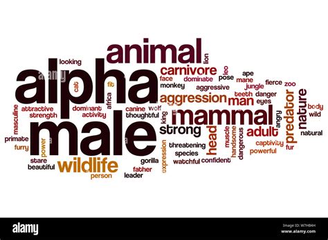 Alpha Male Word Cloud Concept Stock Photo Alamy