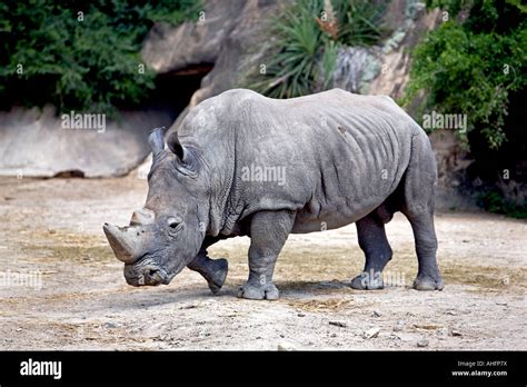 White Rhinoceros Standing Front Side In A Natural Area Stock Photo Alamy