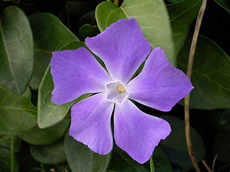 ¿qué Es Una Planta Perenne