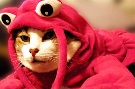 Day 65365 Lobster Cat Blaine Put The Lobster Suit On Noo Flickr