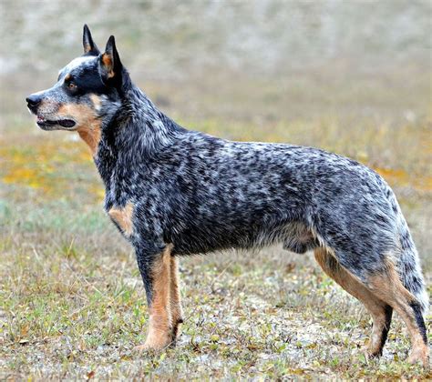 Australian Cattle Dog Australian Cattle Dog Blue Heeler