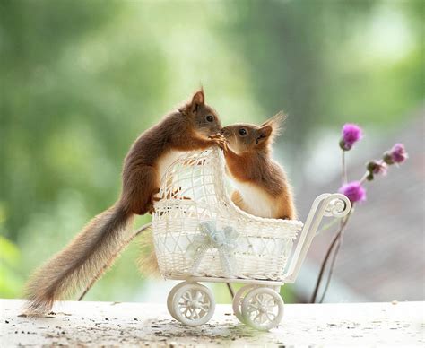 Young Red Squirrels Standing In An Stroller Photograph By Geert Weggen Pixels