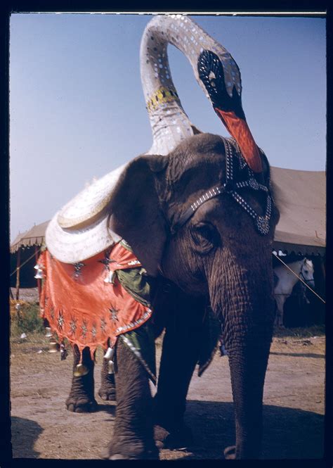Negative Collection — Circus Elephant With Swan