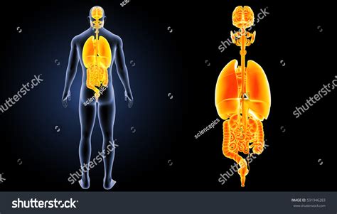 Human Organs Posterior View 3d Illustration Stock Illustration