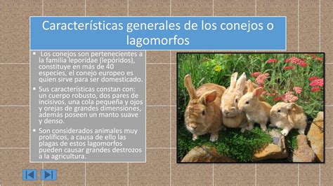 Ppt Características Específicas Del Conejo Powerpoint Presentation