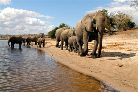 Under The Radar African Safari Botswana