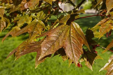 Norway Maple Invasive Plants Of Maryland · Inaturalist