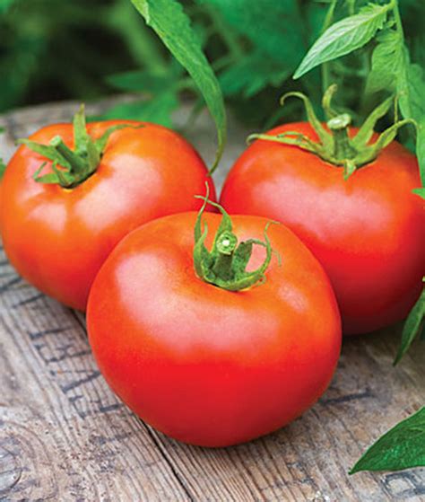 Plantanswers Plant Answers Tomato Tasti Lee Hybrid