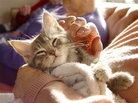 Cooing And Cuddling Cats Saves Lives Nathan J Winograd