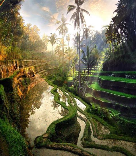 Rice Field In Tegalalang Ubud Bali 💚💚🌴🌴 Picture By Dotzsoh Bali Travel Vacation Trips Bali