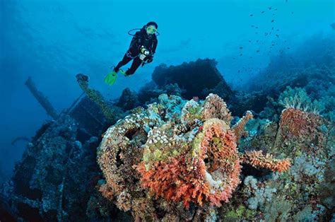 Best Scuba Diving Sites To Consider In The Red Sea