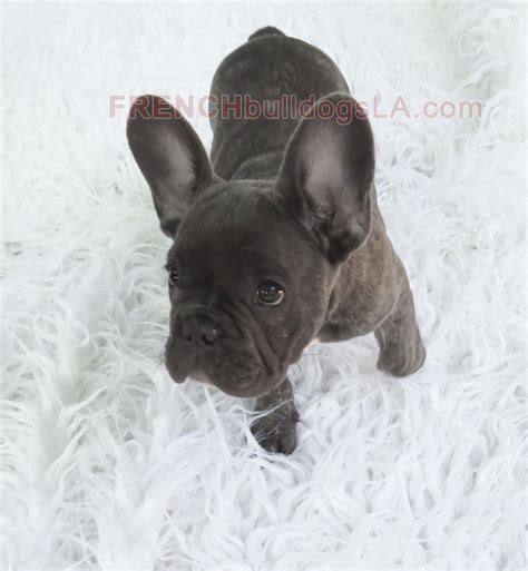 Her dad is blue pied and is 35 lbs. blue-french-bulldog-reverse-brindle-puppy-02 # ...