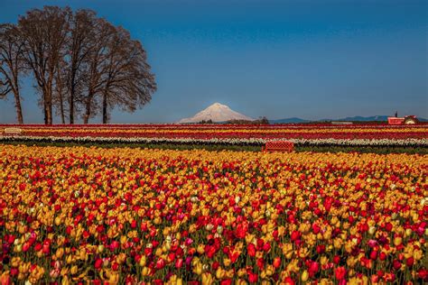 Mount Hood And Tulip Fields Woodburn Oregon Cole Chase Photography