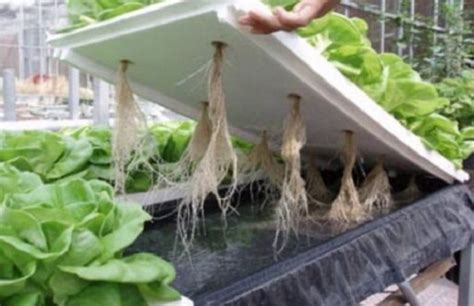 Cara Menanam Sayuran Hidroponik Di Rumah Asriportal