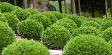 20 Green Velvet Boxwood Shrubs Pictures Free By Example Doodle