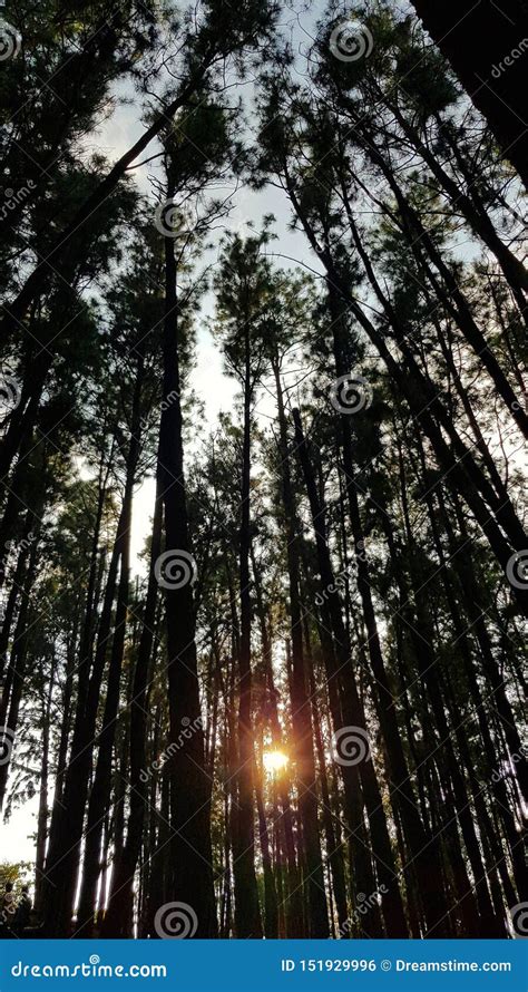 Sunset In A Pine Forest Through The Trees Stock Photo Image Of Woods