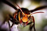 Japanese Wasp Images