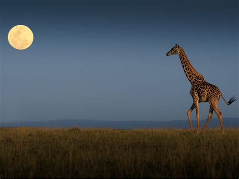 Kenyas Wildlife Jewel 13 Stunning Pics Of Masai Maras