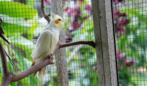 Best Cockatiel Cages Reviewed And Rated In