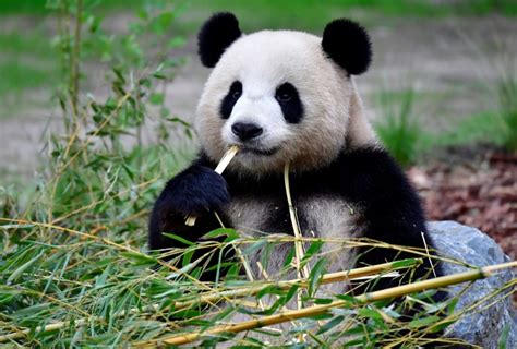 Panda Do Zoológico De Berlim Espera Filhote IstoÉ Independente