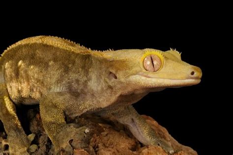Crested Gecko Care Sheet Complete Guide