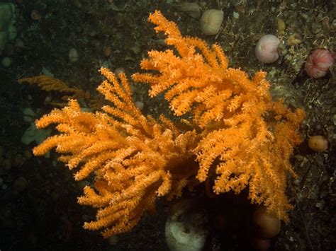 Soft Corals Alcyonacea