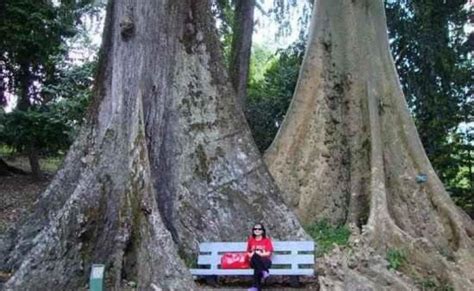 Mitos Pohon Jodoh Kebun Raya Bogor Headline Bogor