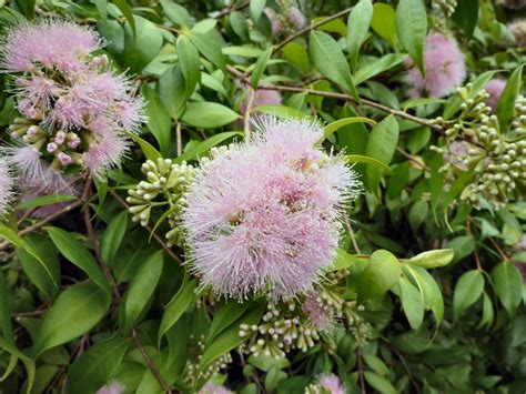 Syzygium ‘cascade Lilly Pilly Gardening With Angus
