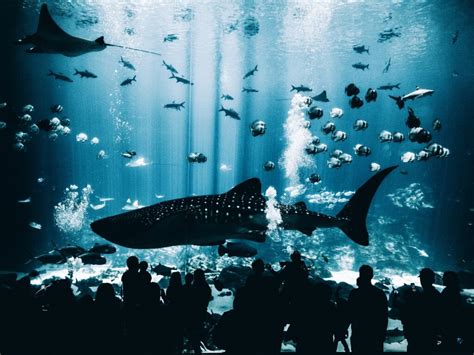 The Best Aquariums In The World And Where To Find Them