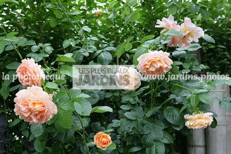 La Photothèque Les Plus Beaux Jardins Rosa Papi Delbard Delaby