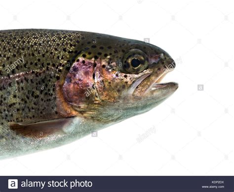 Trout Head Hi Res Stock Photography And Images Alamy