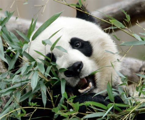 Giant Panda Cub Dies At National Zoo The Washington Post