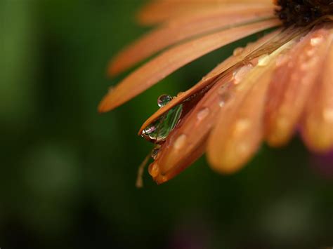 Raindrops On Daisy Photograph By Linda Weyers Fine Art America