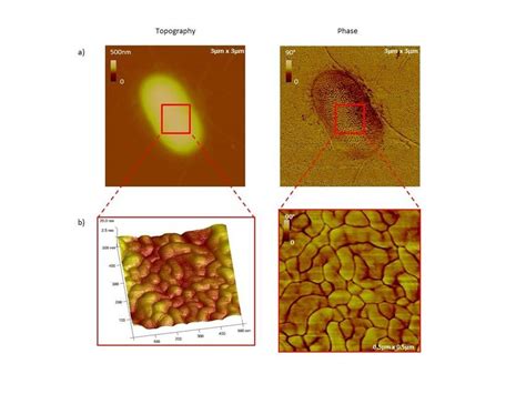 A Afm Height Image In Tapping Mode Of An Isolated Bacterium On Nude Download Scientific